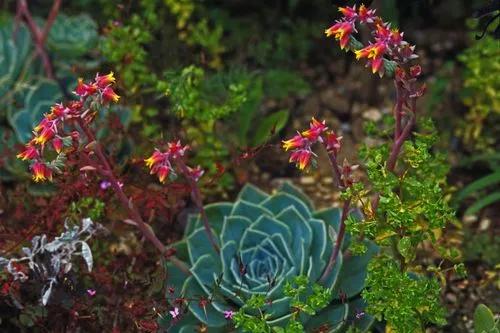 Echeveria secunda