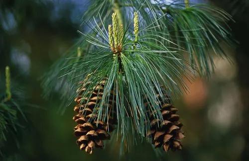 Mexican White Pine