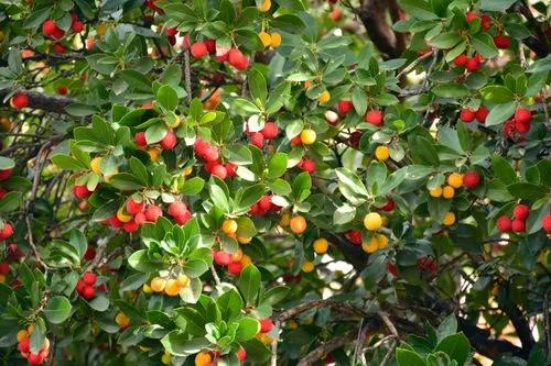 Irish Strawberry Tree