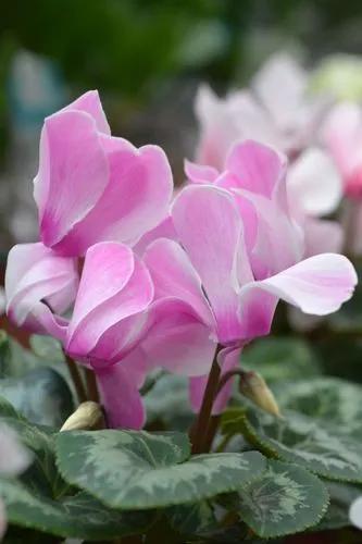 Florist's Cyclamen