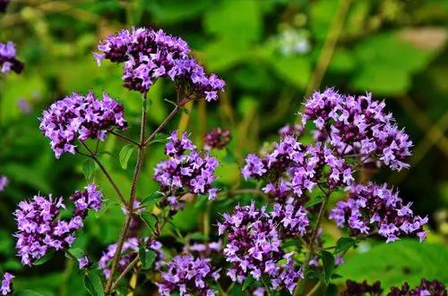 Oregano