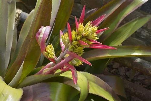 Aechmea fendleri