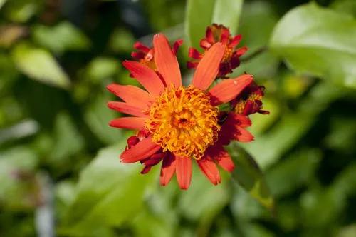 Mexican Flame Vine