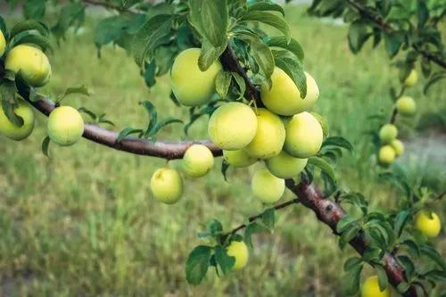 Japanese plum