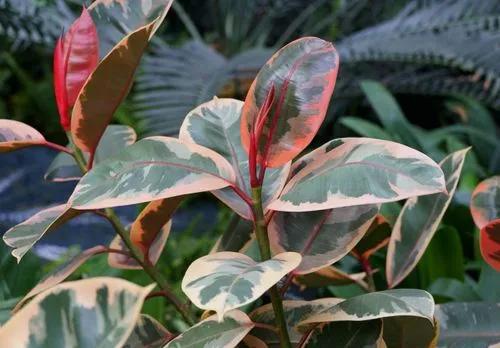 Ficus Ruby