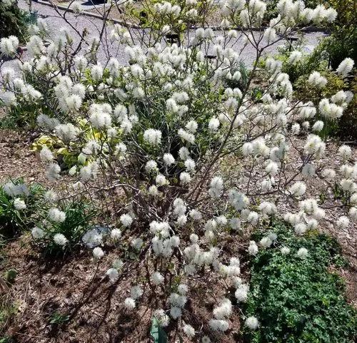 Dwarf Fothergilla