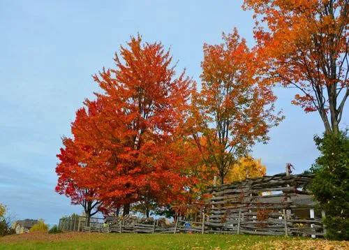 American Sweetgum