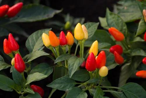 Ornamental Pepper