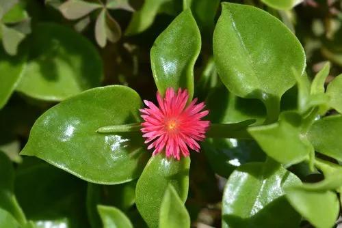 Heartleaf Iceplant