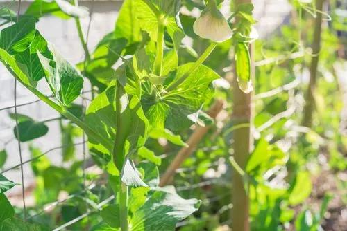 Snow Pea