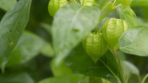 Cutleaf Ground Cherry