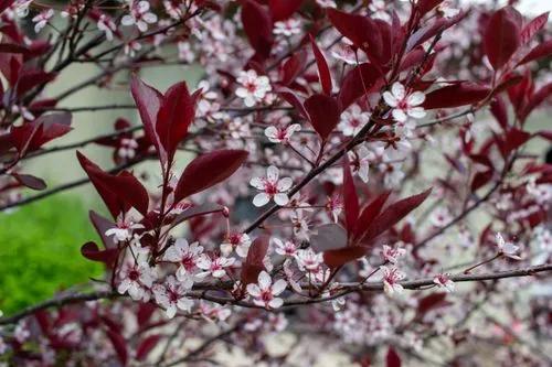 Purplelead Sand Cherry