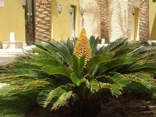 Cycad