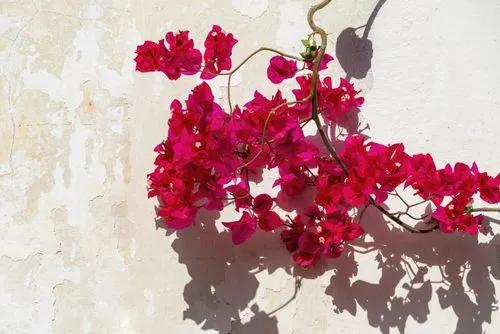 Great Bougainvillea