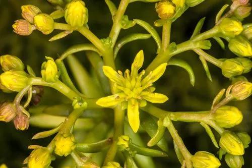 Rock Stonecrop