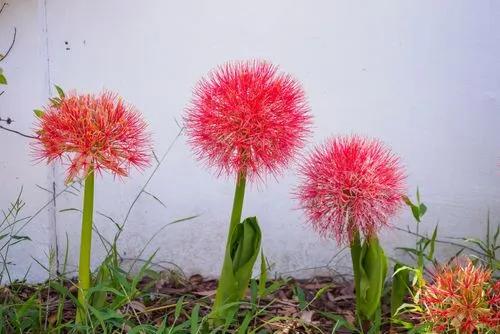 Scadoxus multiflorus