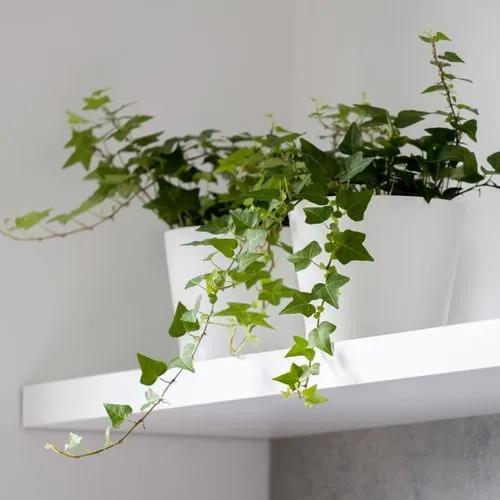 English Ivy