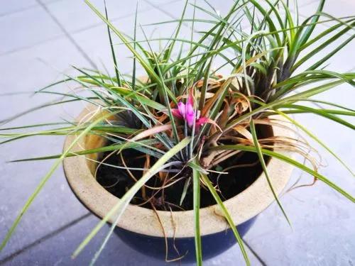 Pink quill