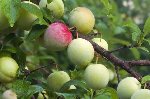 Japanese plum