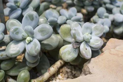 Pachyphytum oviferum