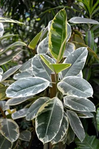 Variegated Rubber Plant