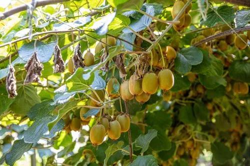 Golden Kiwifruit