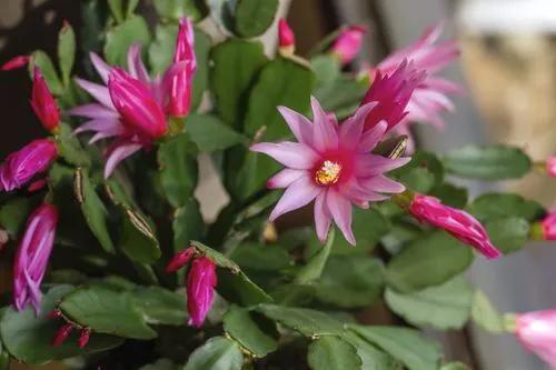 Easter Cactus