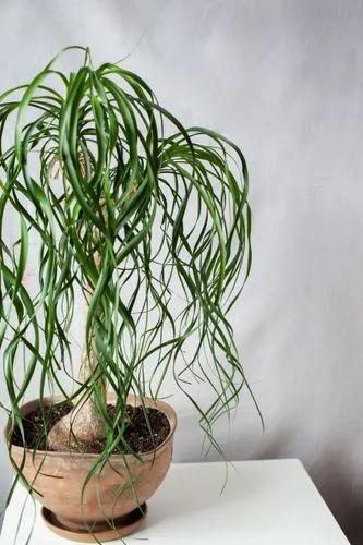 Ponytail Palm