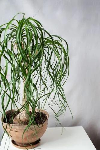 Ponytail Palm