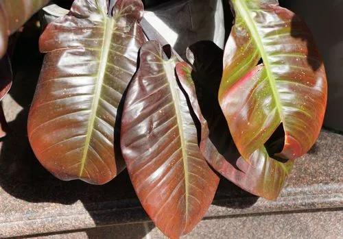 Black Cardinal Philodendron