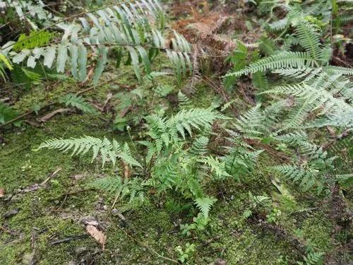 Deer-foot fern