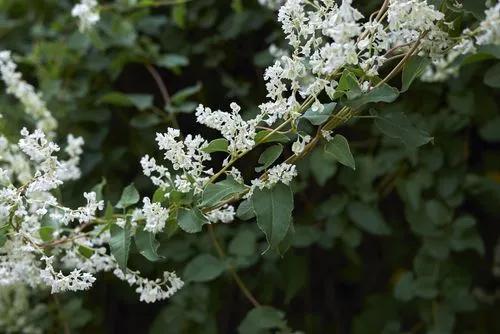 Bukhara fleeceflower