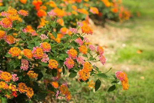 Lantana