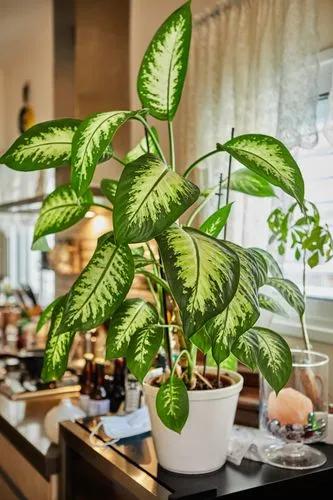 Dumb Cane