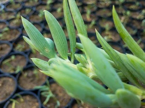 Senecio Radicans