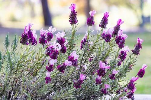 Spanish Lavender