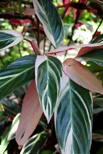 Calathea Triostar