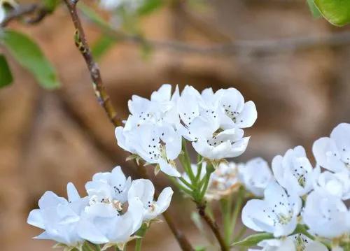 Callery pear
