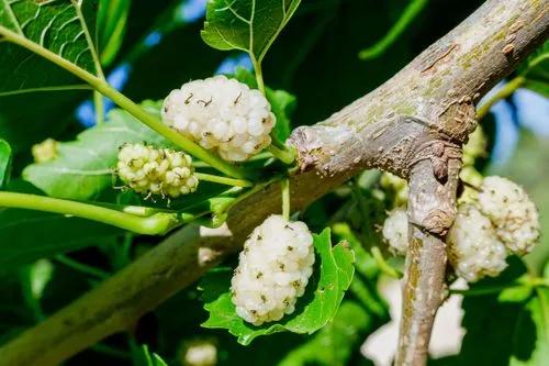 White Mulberry