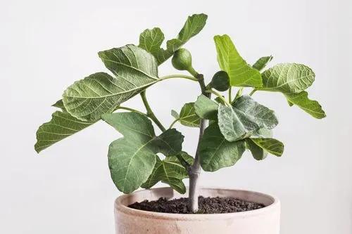 Brown Turkey fig