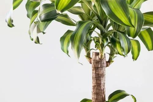 Corn Plant