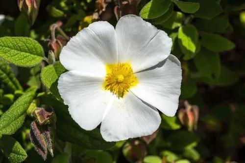 White-Leaf Rock-Rose