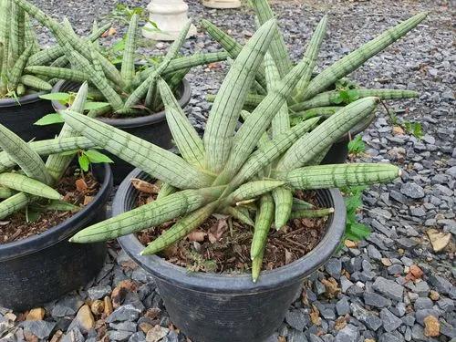 Sansevieria boncel starfish