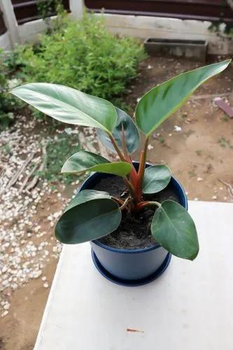 Philodendron Rojo Congo