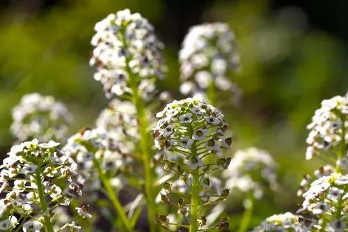 Alyssum