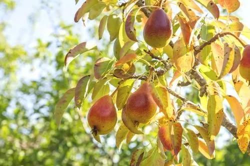 European Pear Tree