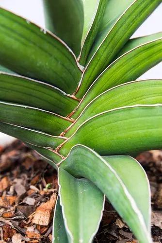 Sansevieria francisii