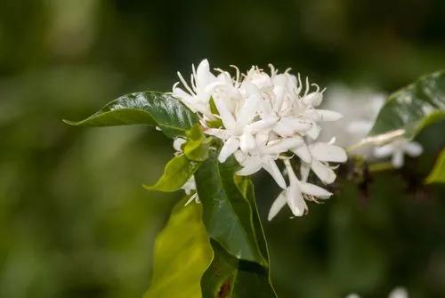 Arabica Coffee Plant