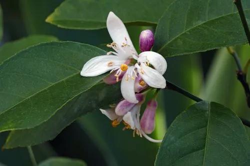 Meyer Lemon tree