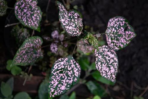 Hypoestes sanguinolenta